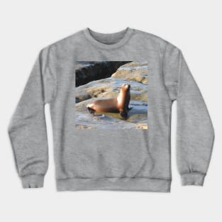 Young California Sea Lion, Marine Life, Wildlife, Nature Crewneck Sweatshirt